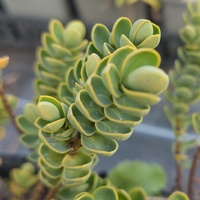 Hebe (Veronica) buchananii